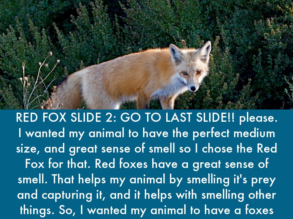 Animal Adaptation project 