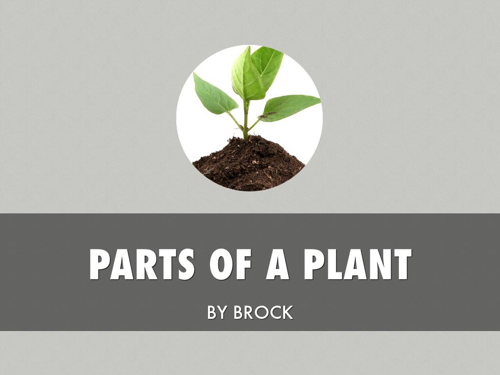 Parts Of A Plant By Brock