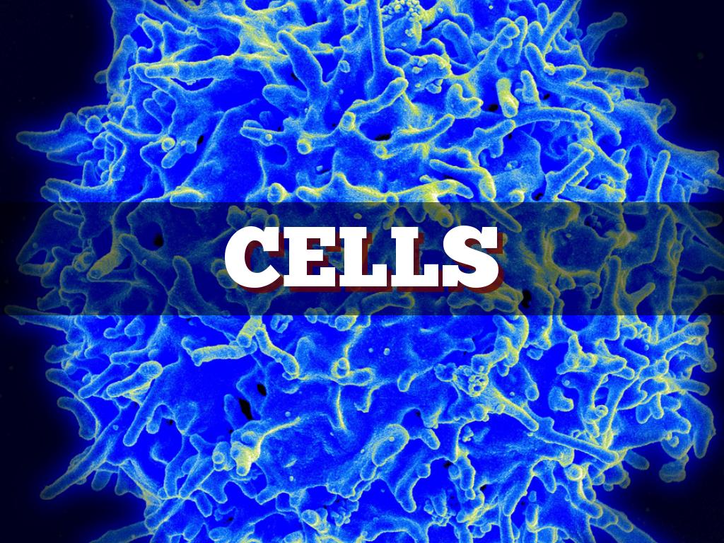 Cells