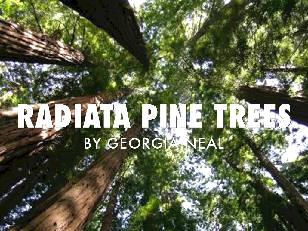Radiata Pine Trees