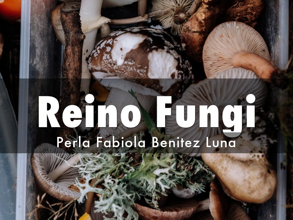 Reino Fungi