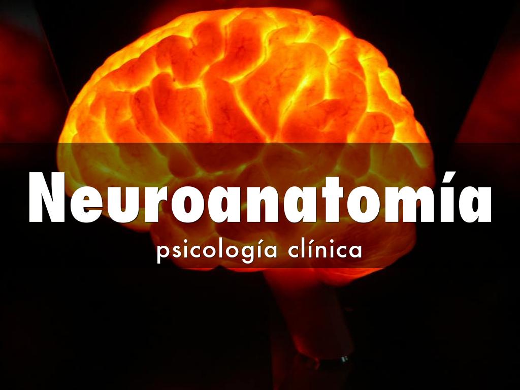 Neuroanatomía