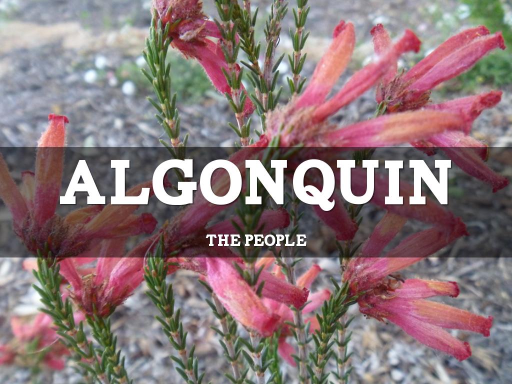 Algonquin