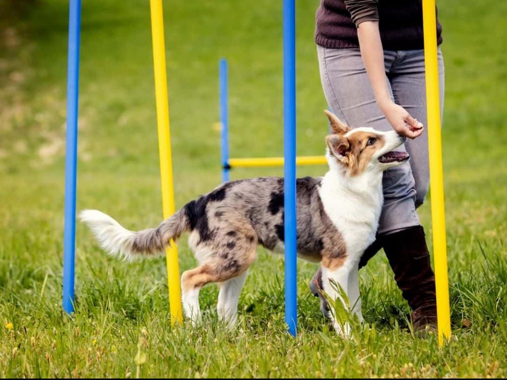 Why Dog Training Matters in a City Like Tulsa