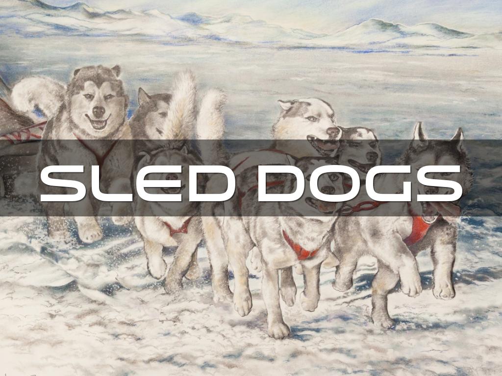 Sled Dogs