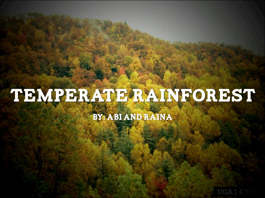 Temperate Rainforest 
