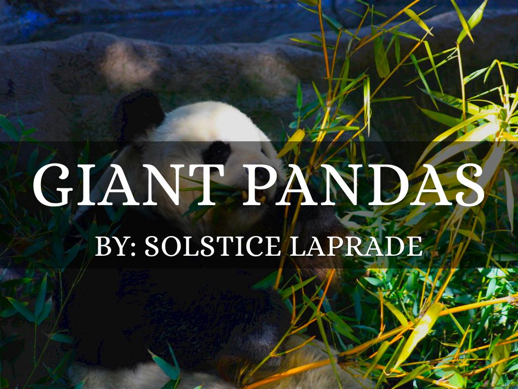 Copy of Giant Pandas
