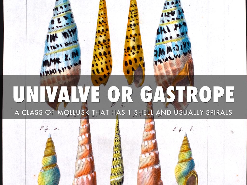 Fort Fisher Vocabulary