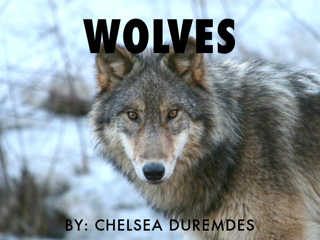 Wolves By Chelsea