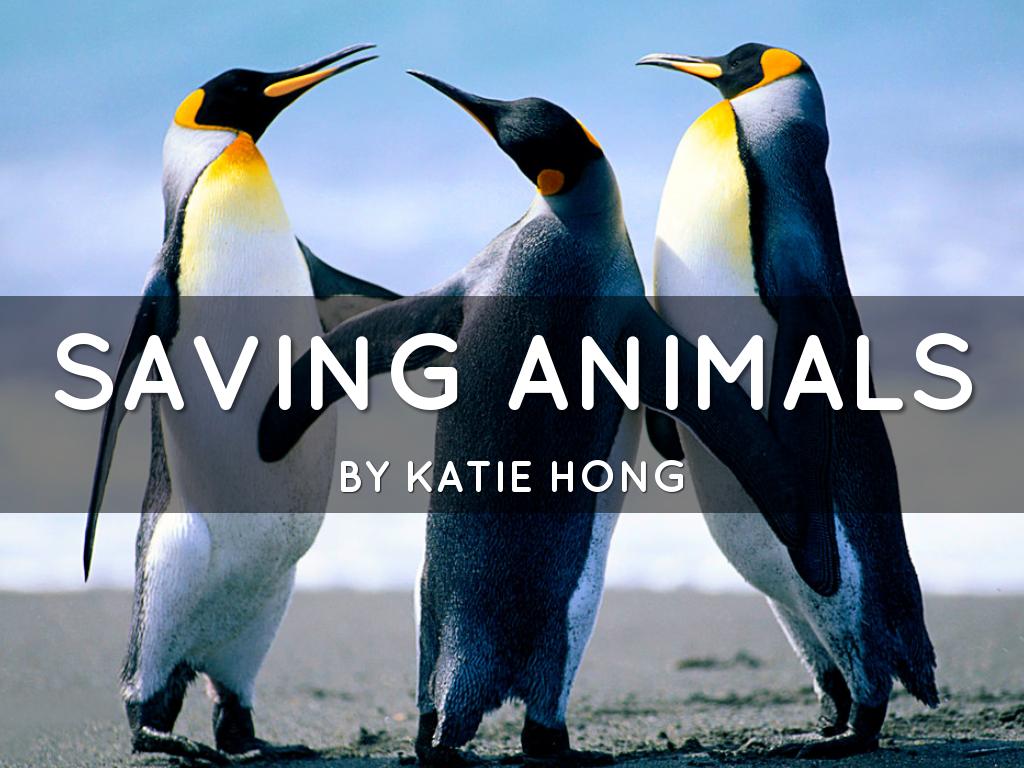 Saving Animals