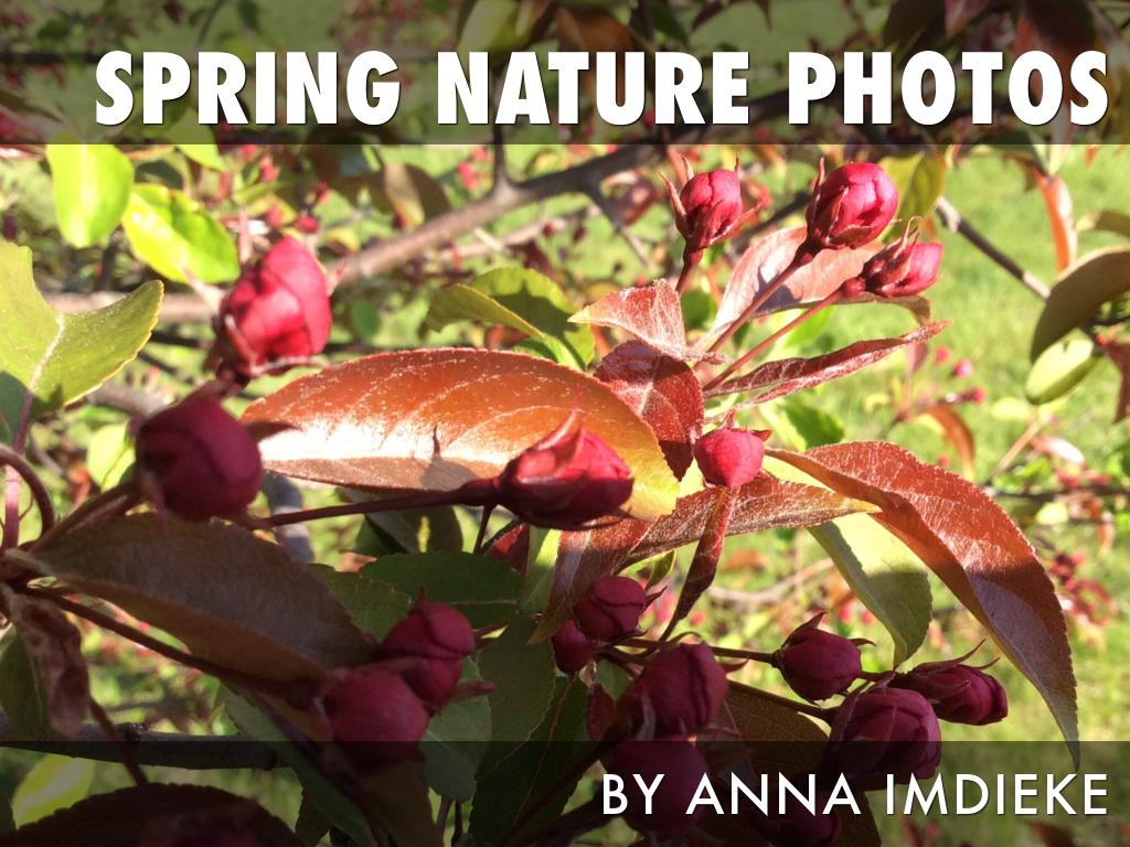 Spring Nature Photo Presentaion