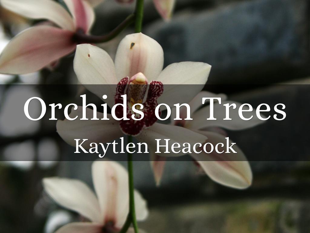 Orchids on Trees
