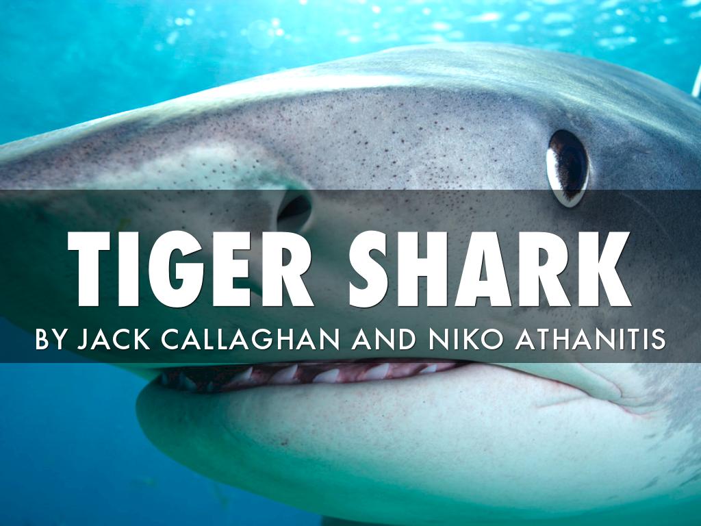 Tiger Shark 