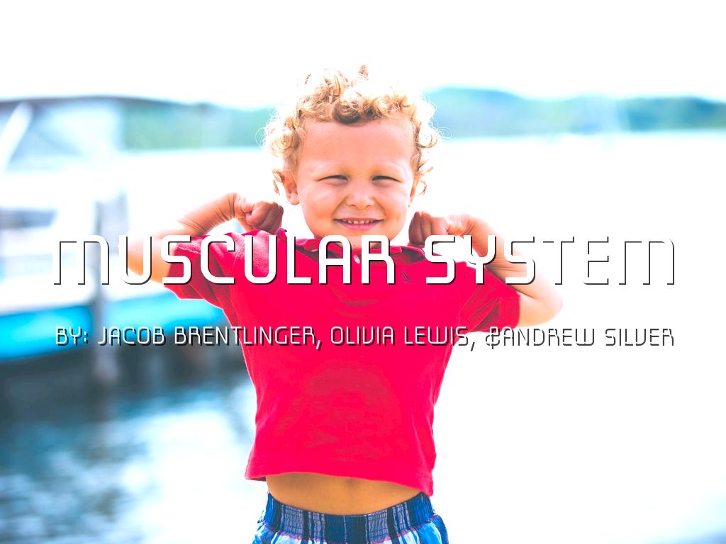 Muscular System 