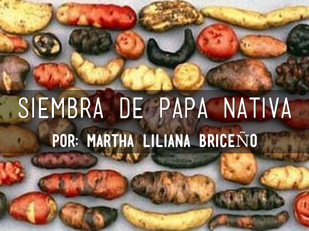 SIEMBRA DE PAPA NATIVA