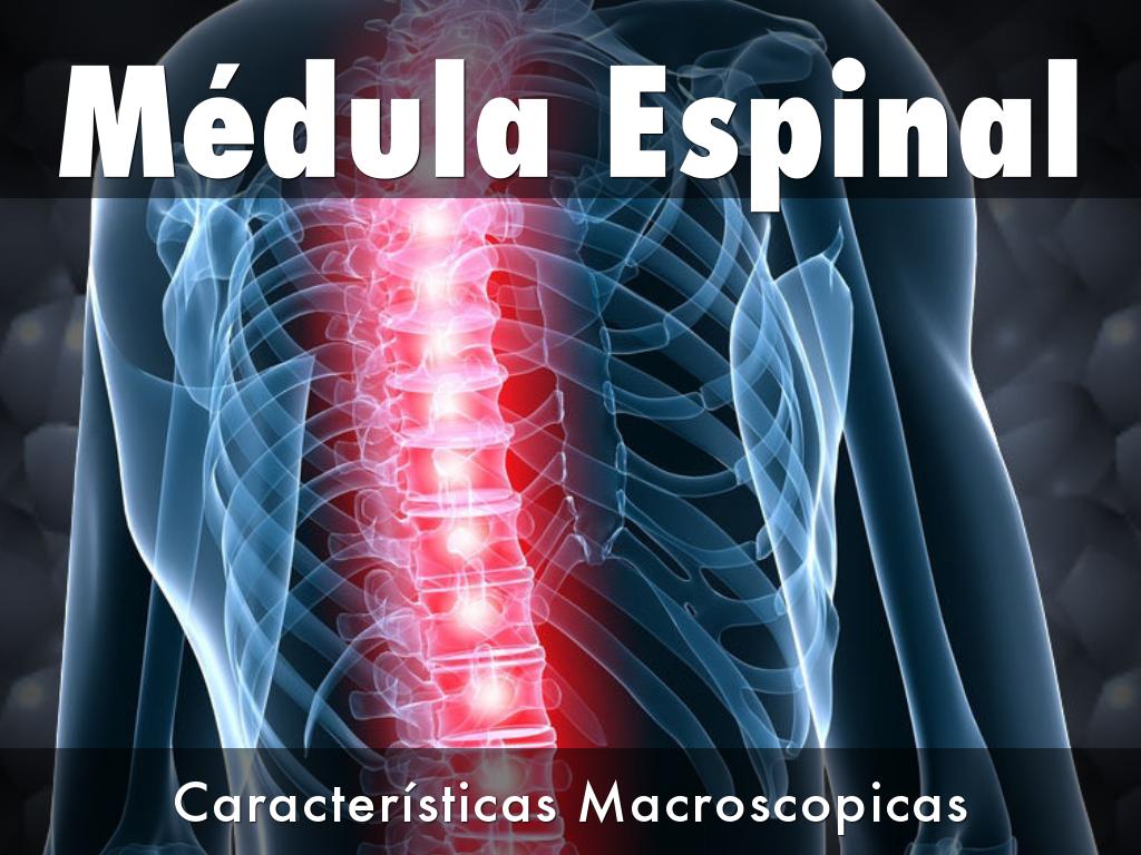 Médula Espinal