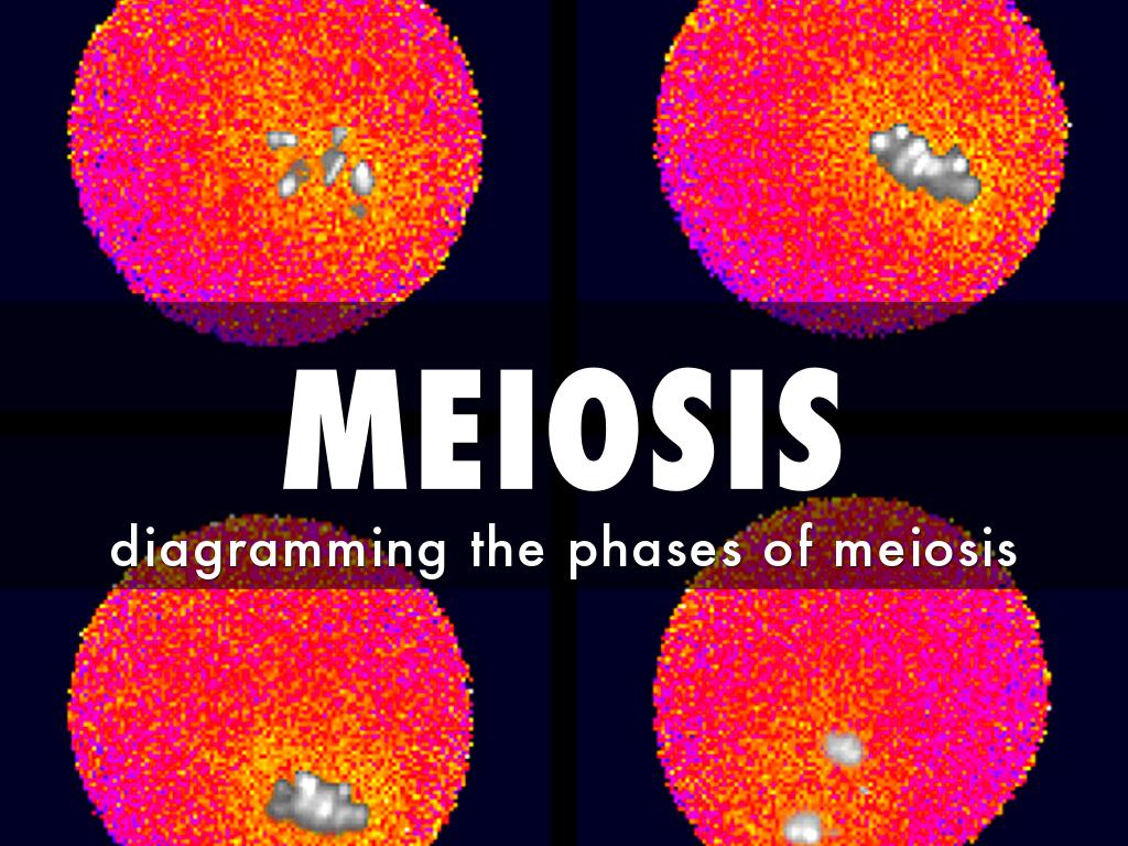 meiosis