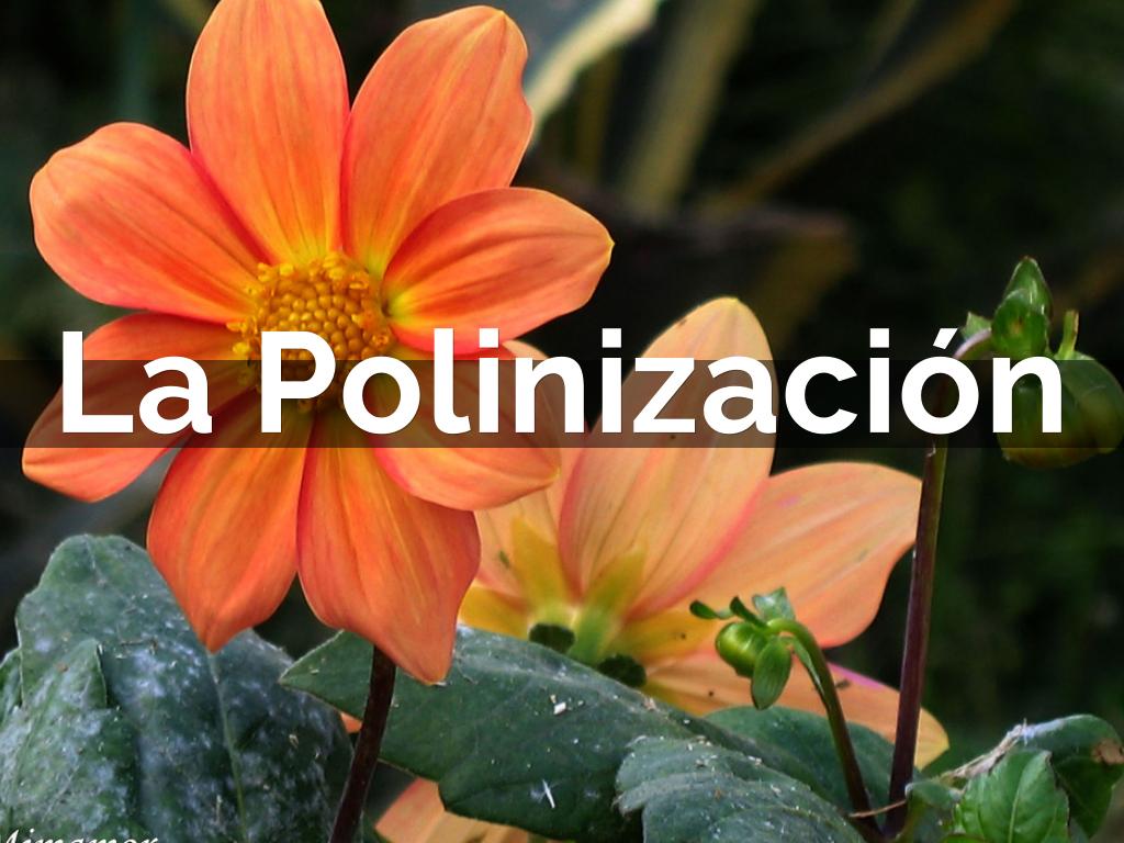LA POLINIZACIÓN