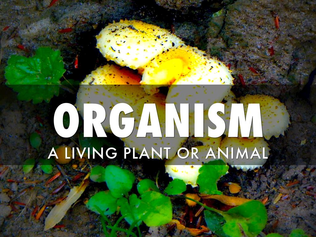 Fort Fisher Vocabulary 