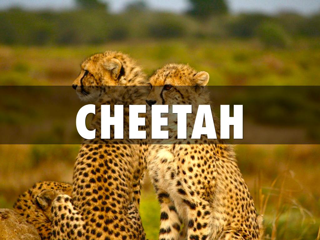 Cheetah
