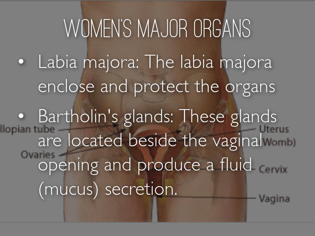 Copy of Reproductive System by Mrs Boyd Boyd
