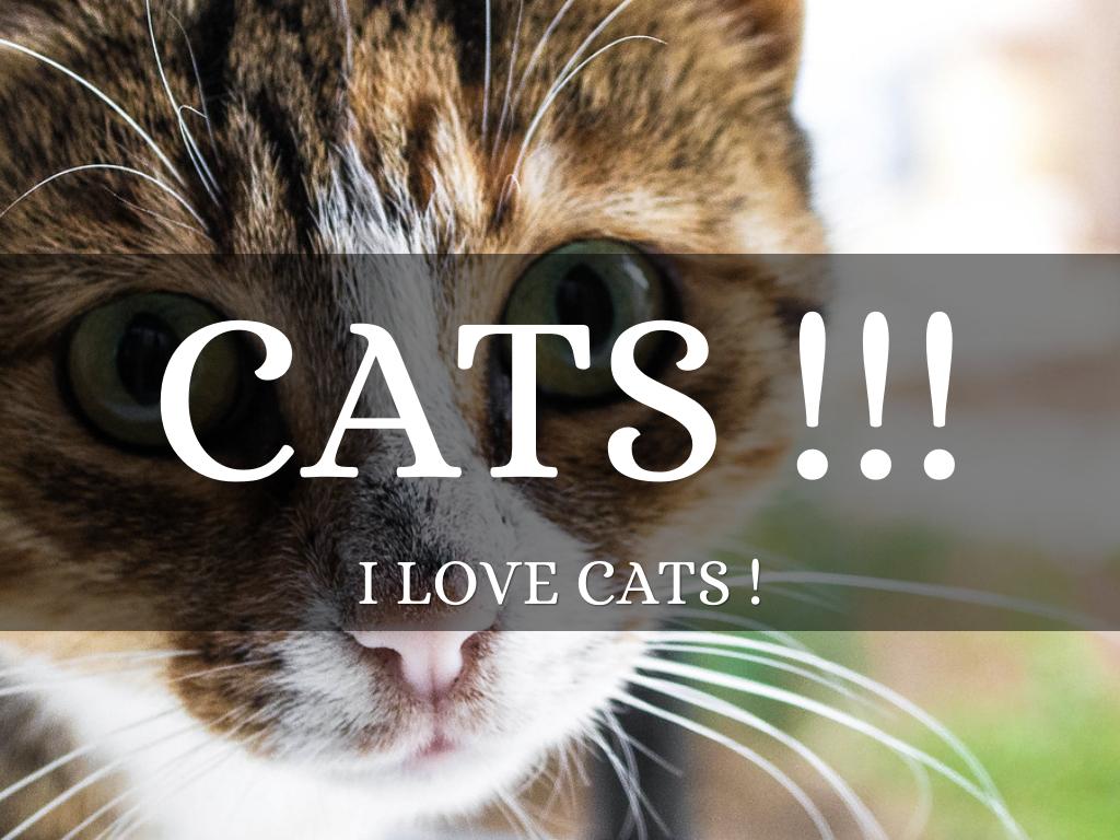 Cats