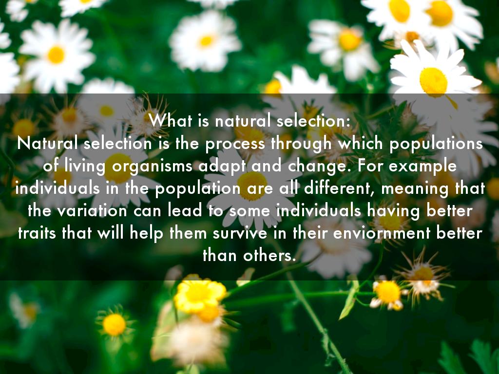 Natural Selection by aiana.macon3651