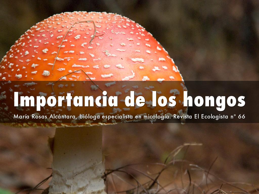 Importancia de los hongos