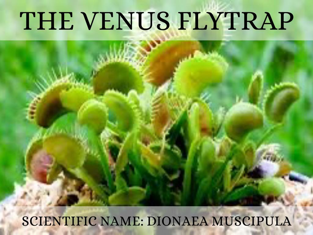 Venus Flytrap 