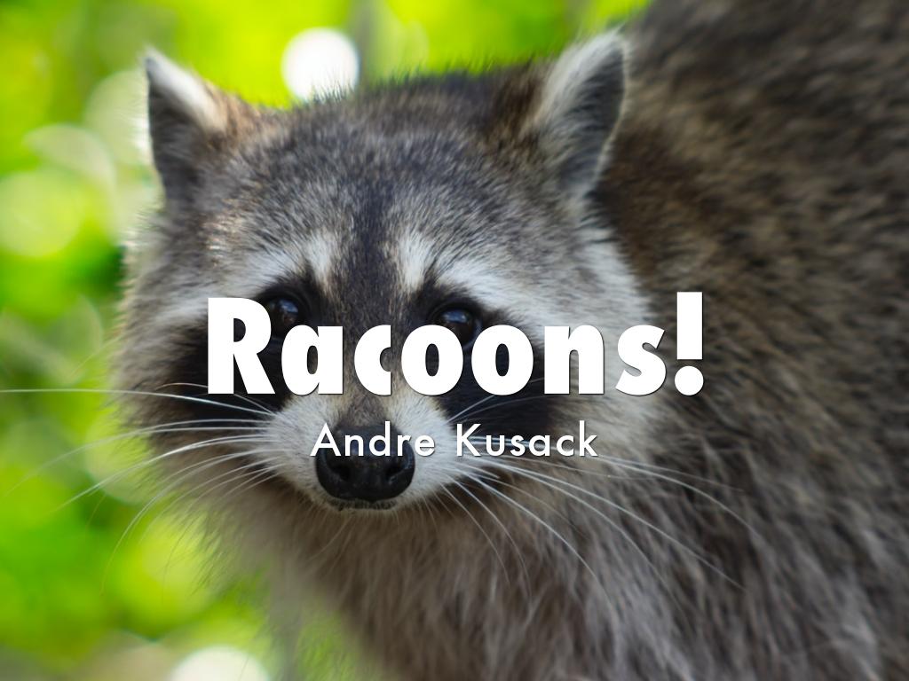 Racoons!