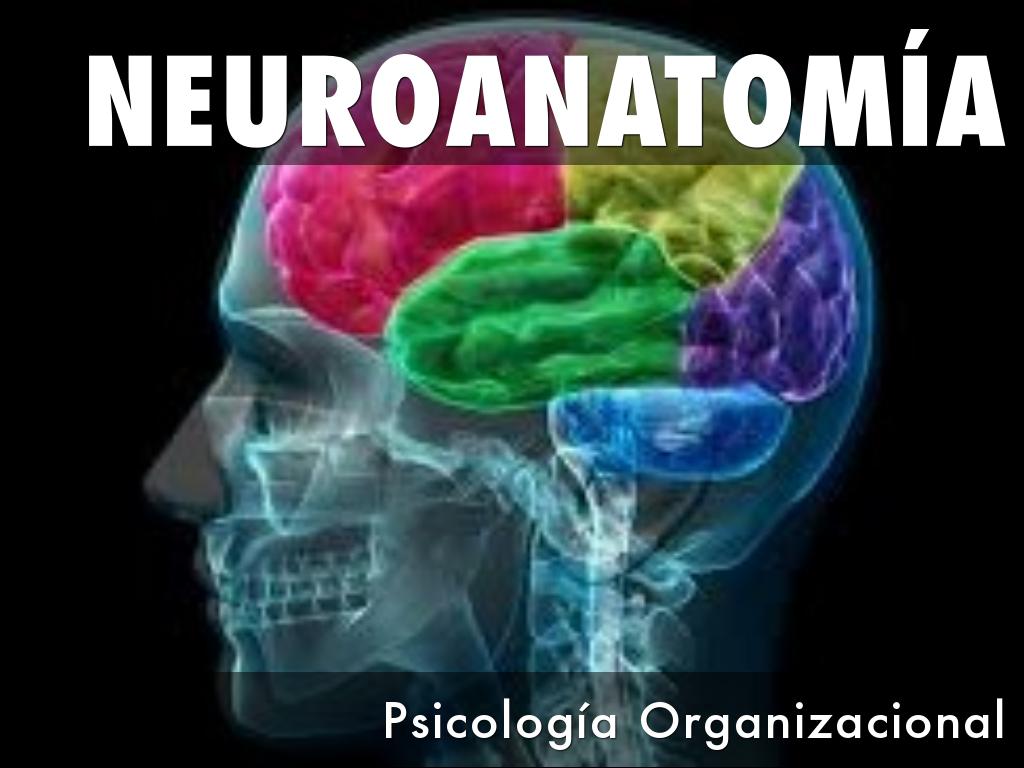 Romboencéfalo, mesencéfalo, romboencfalo-mesencfalo-prosencfaloprosencéfalo
