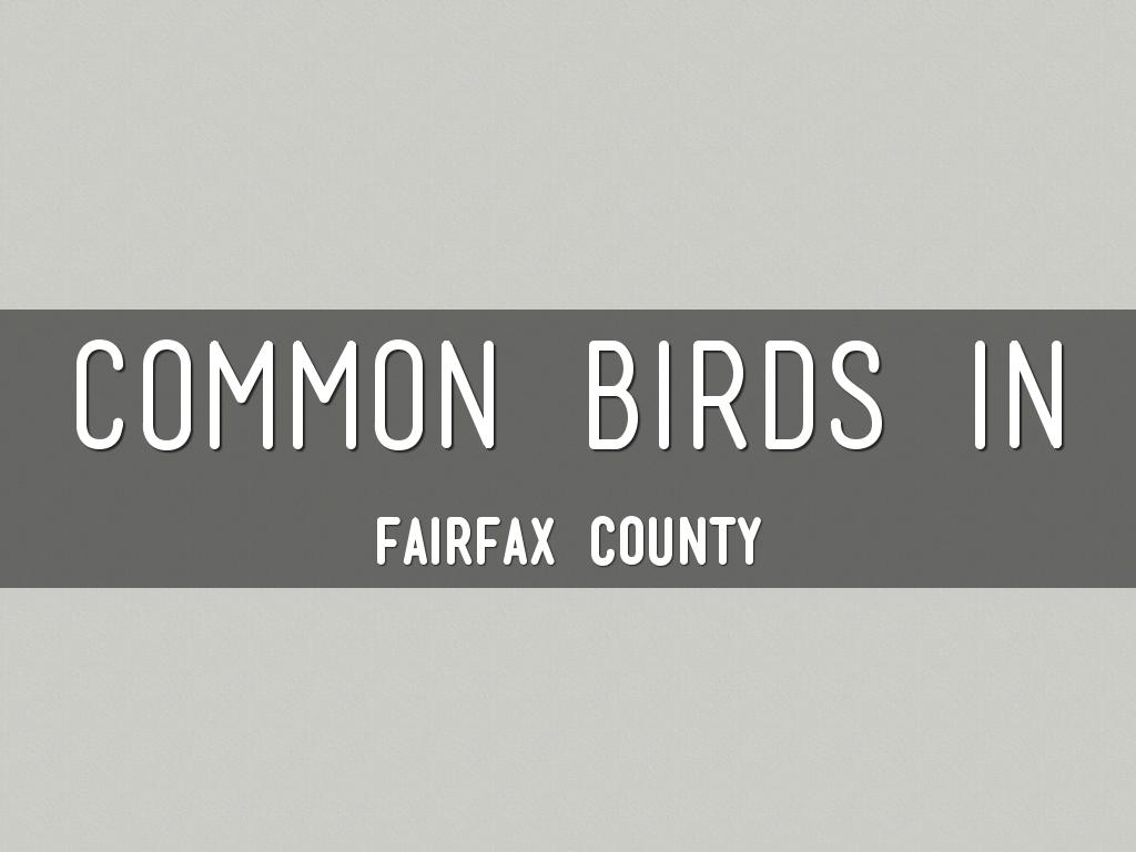 Birds In Fairfax County