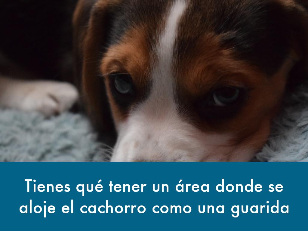 Como Prepararse Para Un nuevo cachorro 