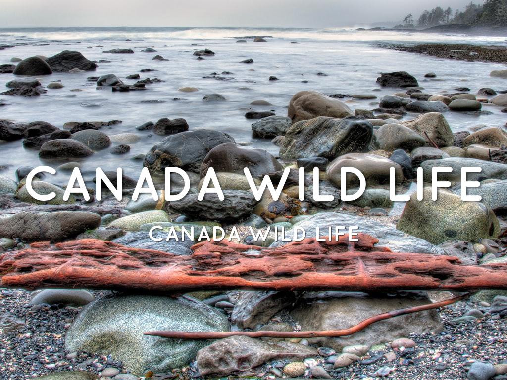 ã¿ã¤ãã«