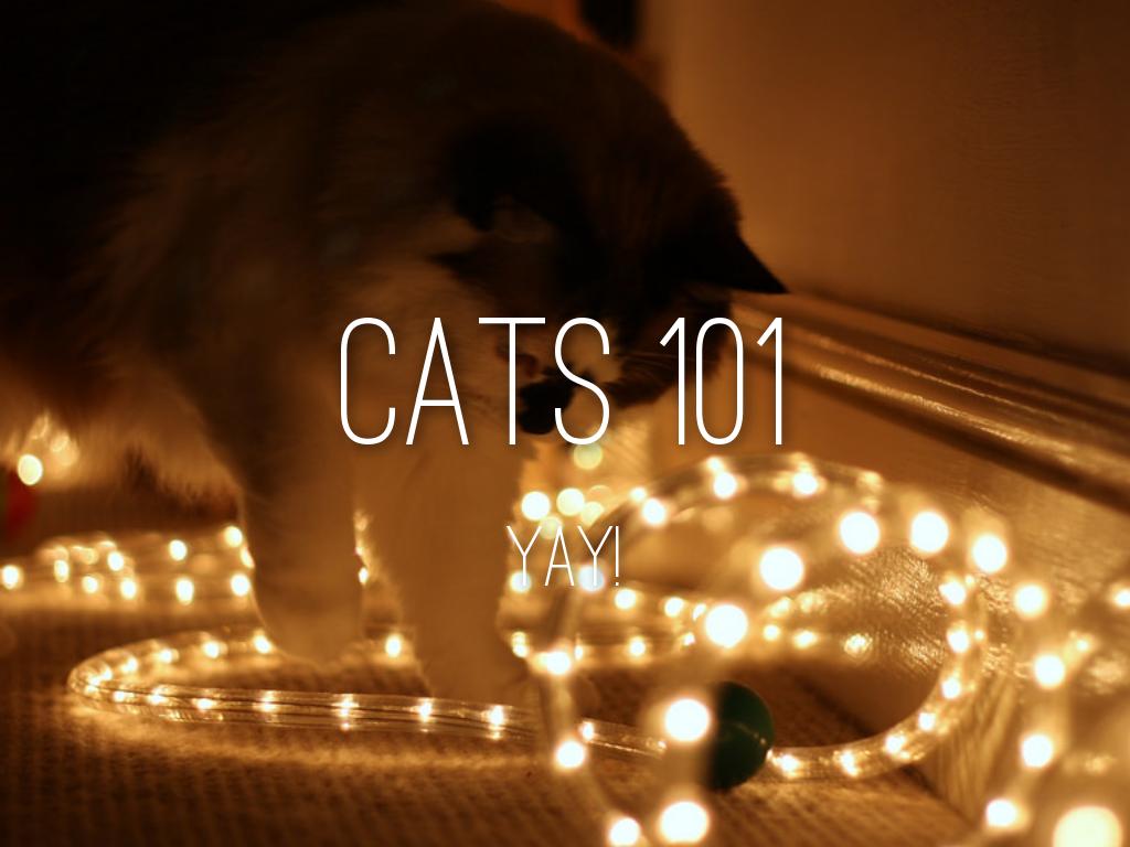 Cats 101