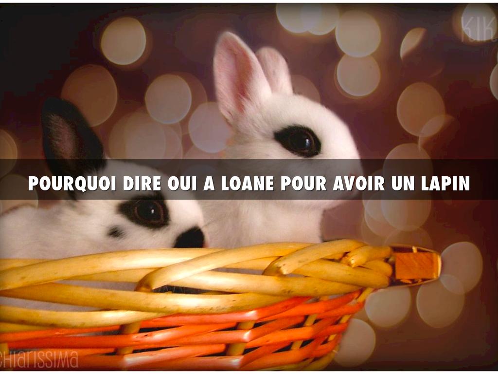 Lapin Pour Loane 