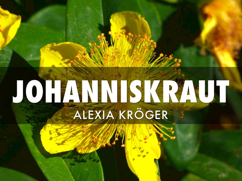 Johanniskraut 
