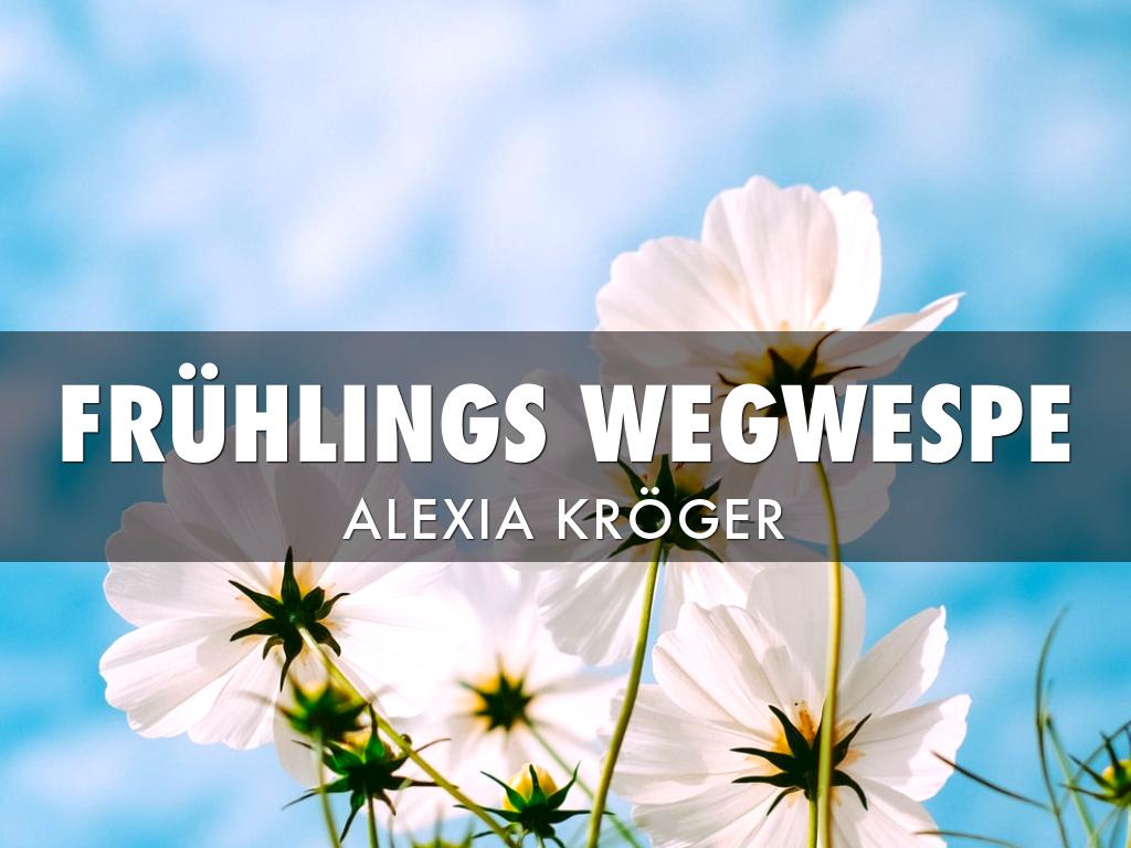 Frühlings Wegwespe