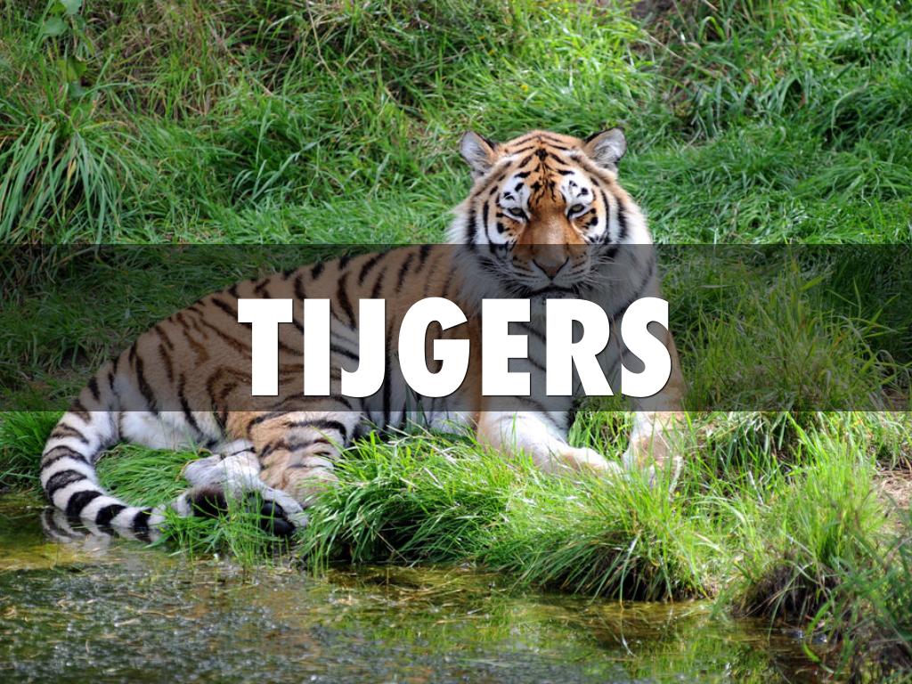 Tijgers