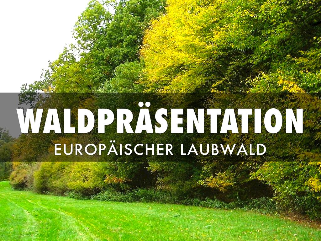 WaldprÃ¤sentation 