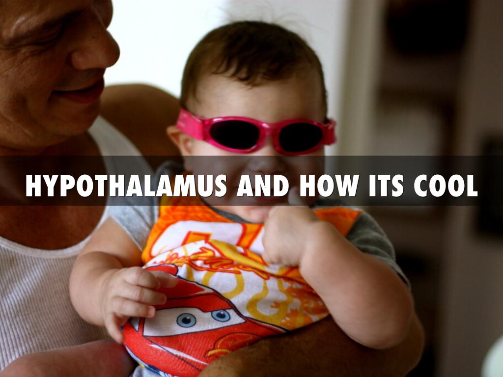 Hypothalamus 