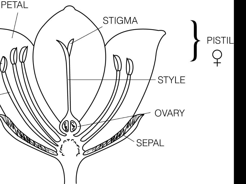How Seeds Pollinate From Roses by Chance Hunt