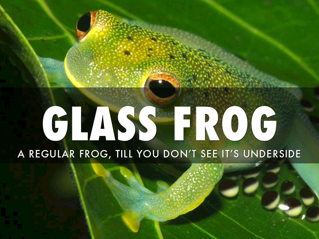 Glass Frog
