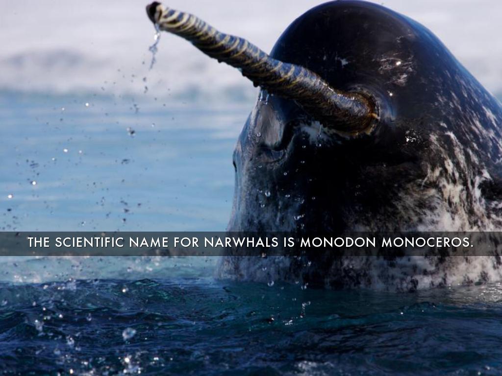 Narwhal