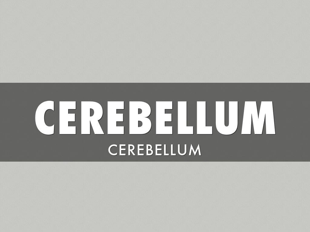 Cerebellum 
