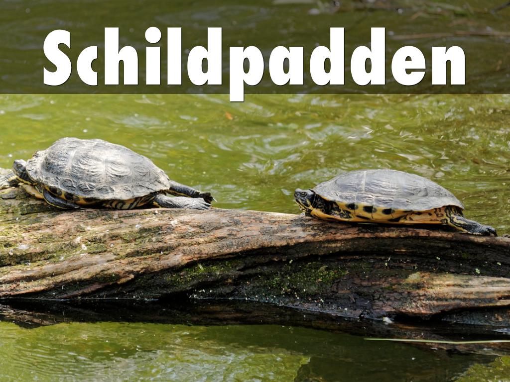 Schildpadden