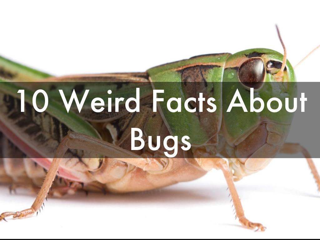 Copiar de 10 Weird Facts About Bugs