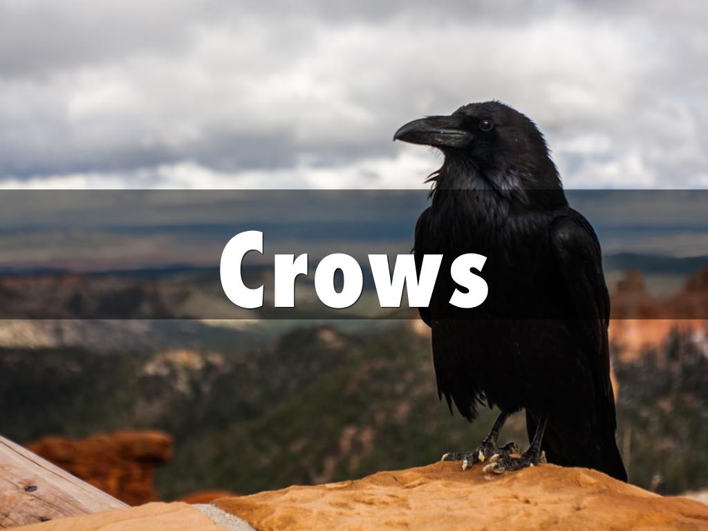 Crows