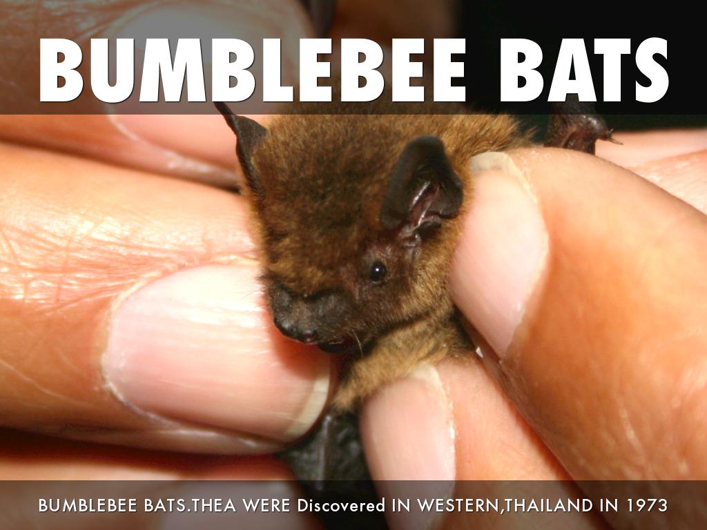 All About Bats by Katherine Whitman