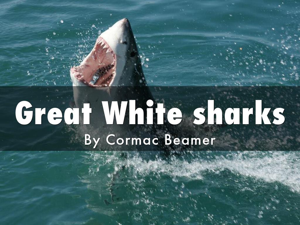 Great White sharks
